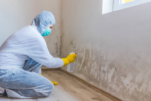 Licensed Mold Cleanup service in Henrico, NC - WQB Mold Removal